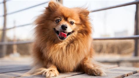 pomeranian ugly|Exploring the Pomeranian: Breed History, Characteristics, and Care.